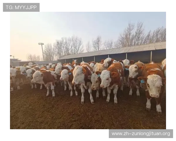 玩转尊龙凯时旗舰厅官方地址的技巧与攻略，迅速上手！